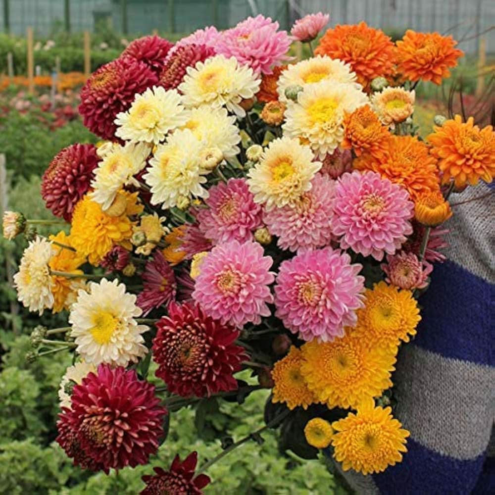 Chrysanthemum Morifolium Perennial Flower Seeds for Planting in balcony gardens and indoor decorative pots