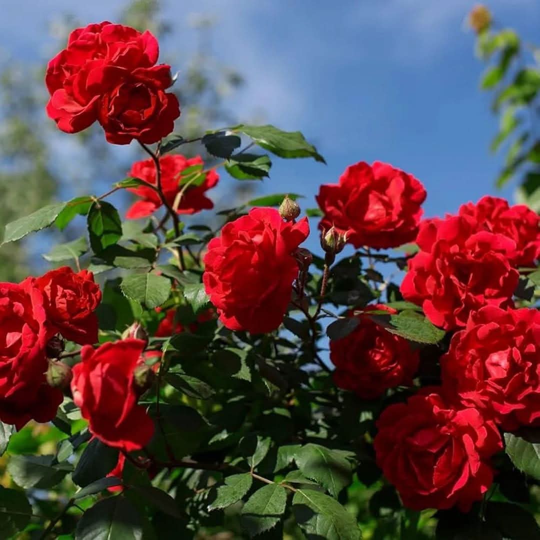 Red China climbing rose grown from seeds with cascading crimson blooms and lush green foliage