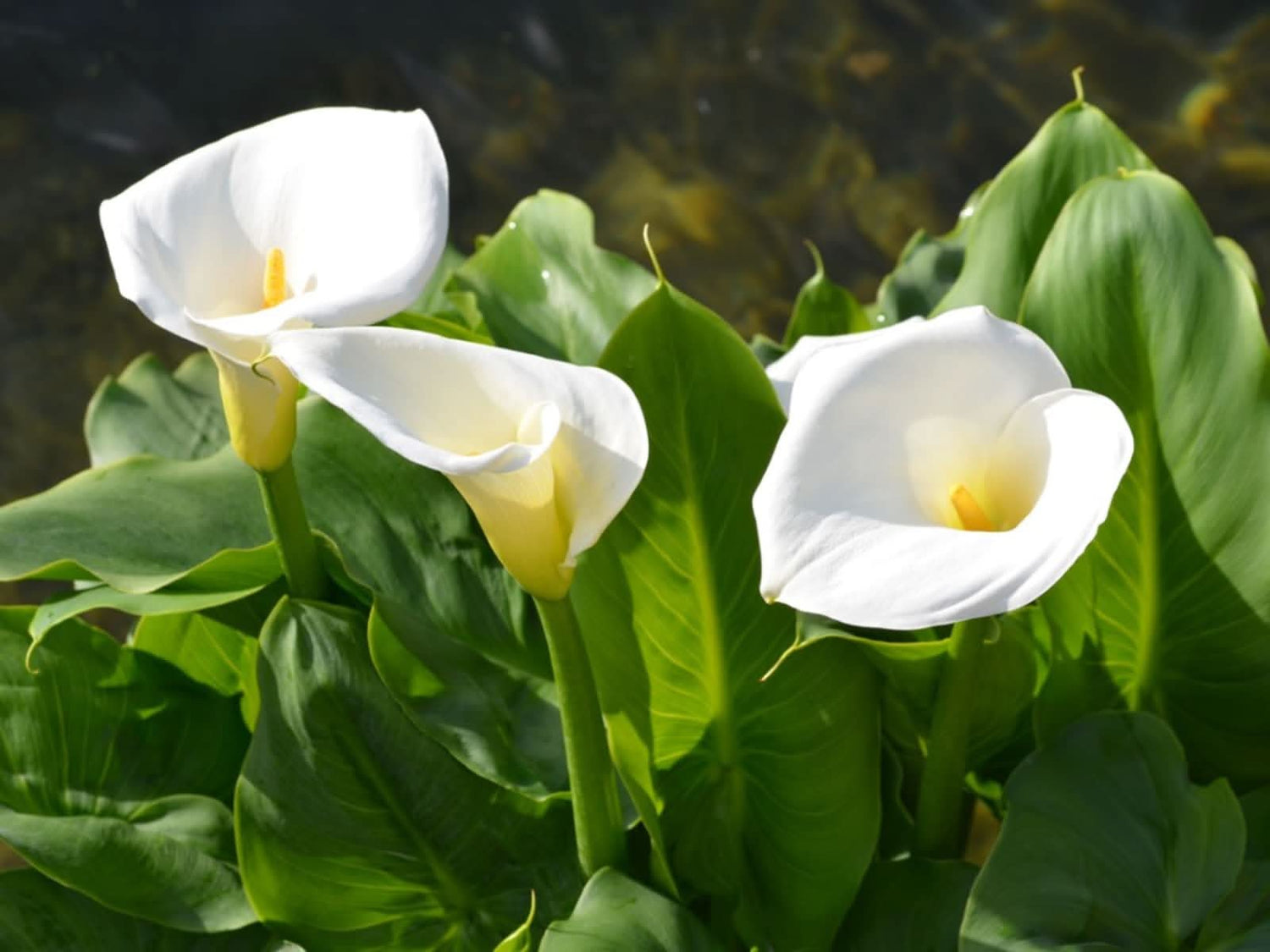 Calla Lily Zantedeschia aethiopica flower seeds for planting in home garden containers