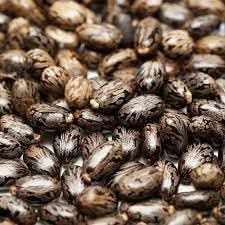 Castor Bean Plant Seeds for Planting – Non-GMO, Heirloom Seeds for Garden