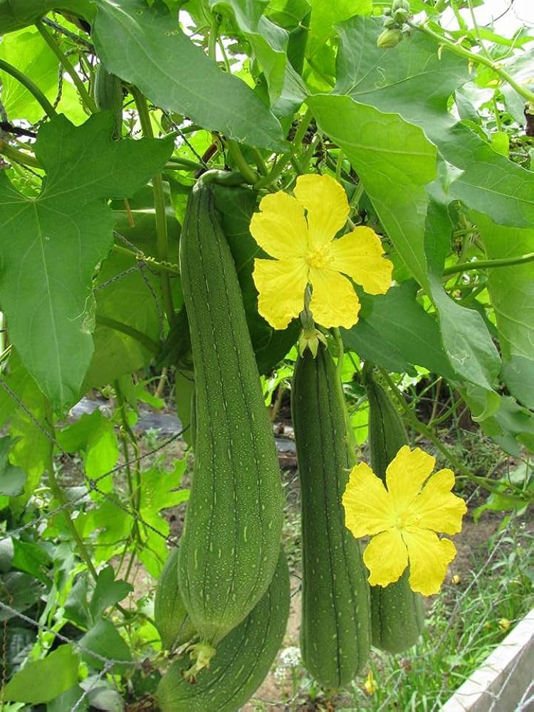 Smooth Loofah Seeds pcs Luffa Aegyptiaca