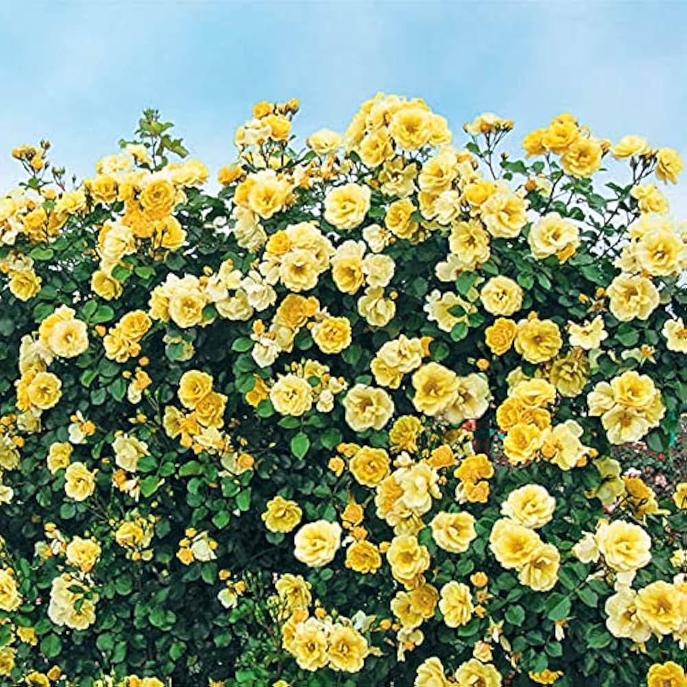 Rose hybrida Gelbe Bush flower seeds for planting in backyard garden or flowering hedge borders