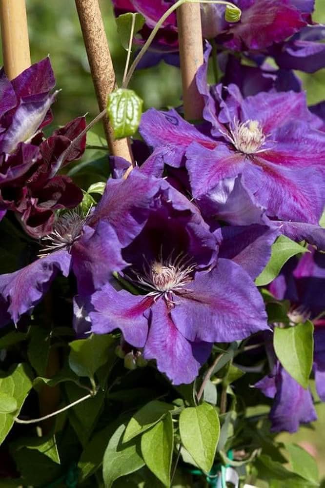 Clematis Violet Florida Flower Seeds for Planting in Home Garden and Vertical Trellises