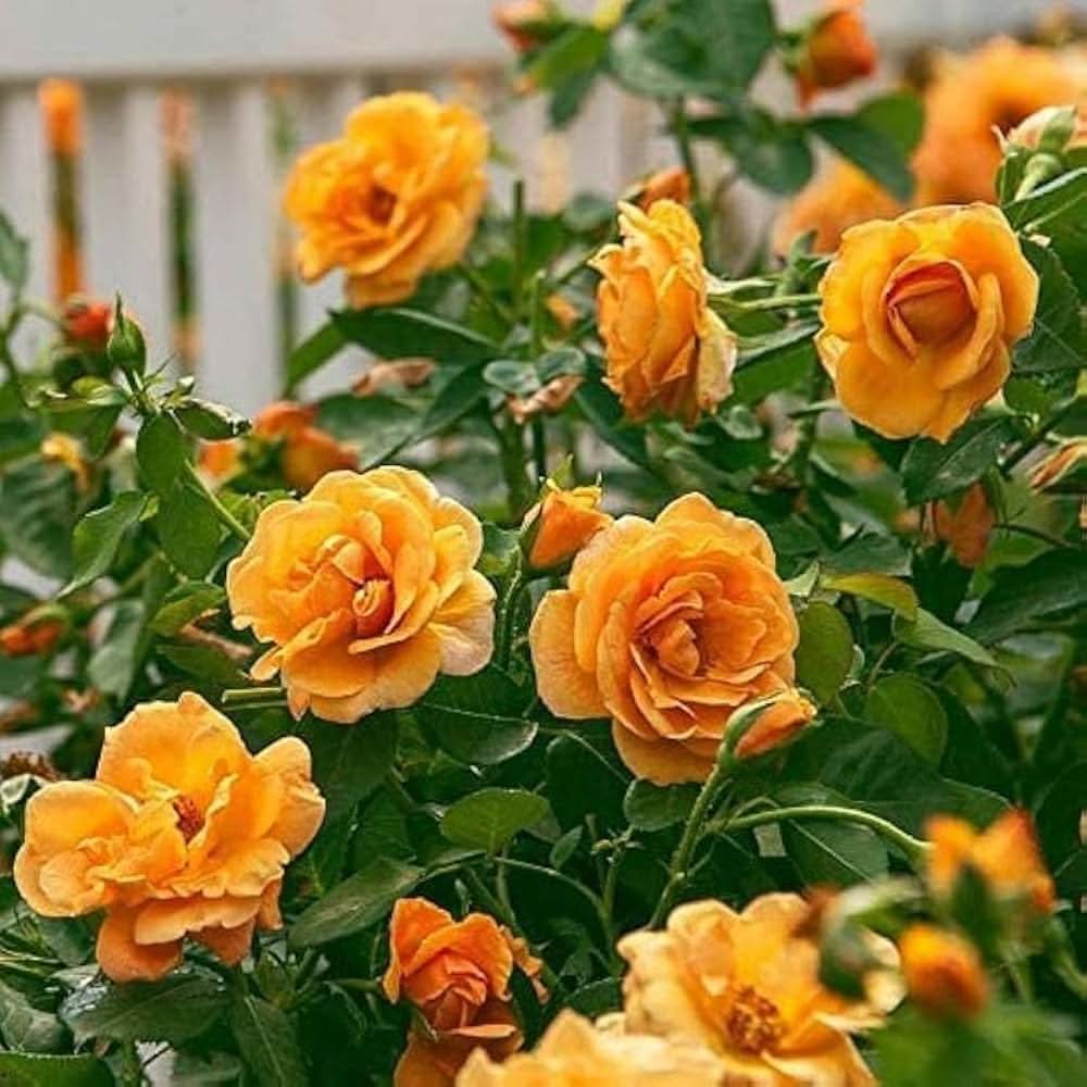 Rose Yellow Heart Perennial Flower Seeds