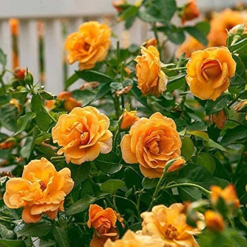 Yellow Rose Bush Seeds (Rosa xanthina) – + Seeds for Growing Vibrant Yellow Rose Bushes in Your Garden
