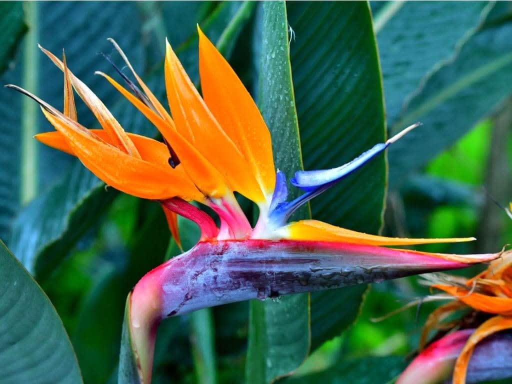 Strelitzia Reginae Orange Bird of Paradise Flowering Seeds For Planting