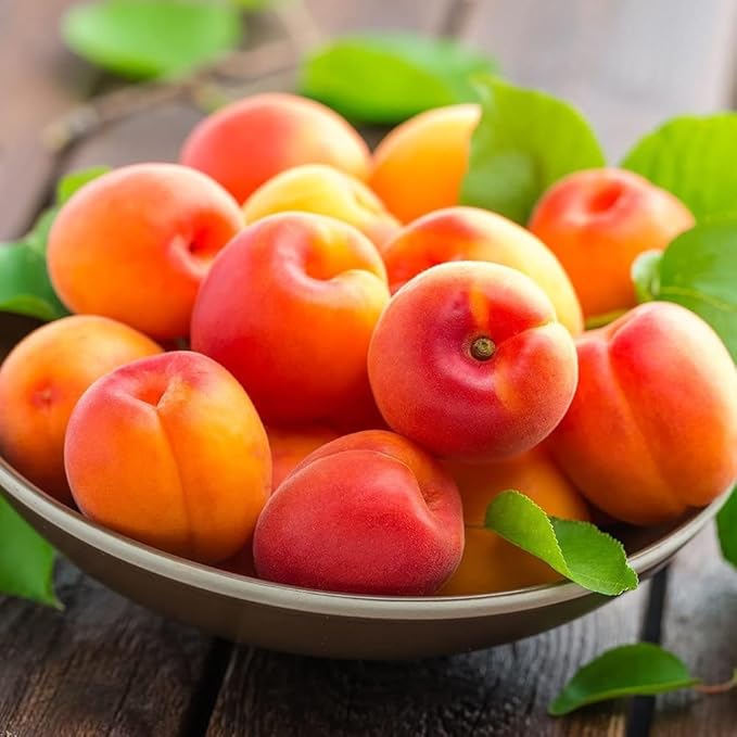 Tropical Apricot – Exotic, Sweet and Tangy Fruit