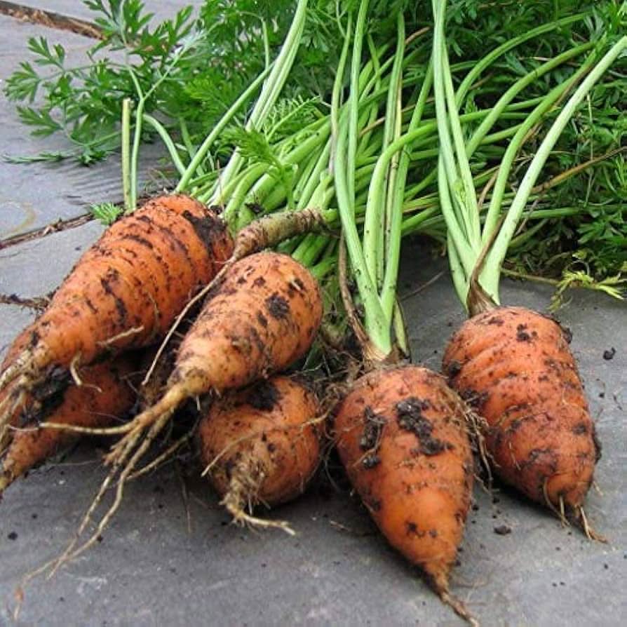 Chantenay Red Core Carrot Heirloom Non-GMO Vegetable Seeds