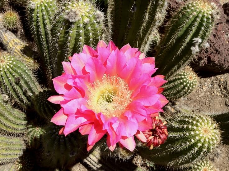 Perennial Giant Cactus Flower