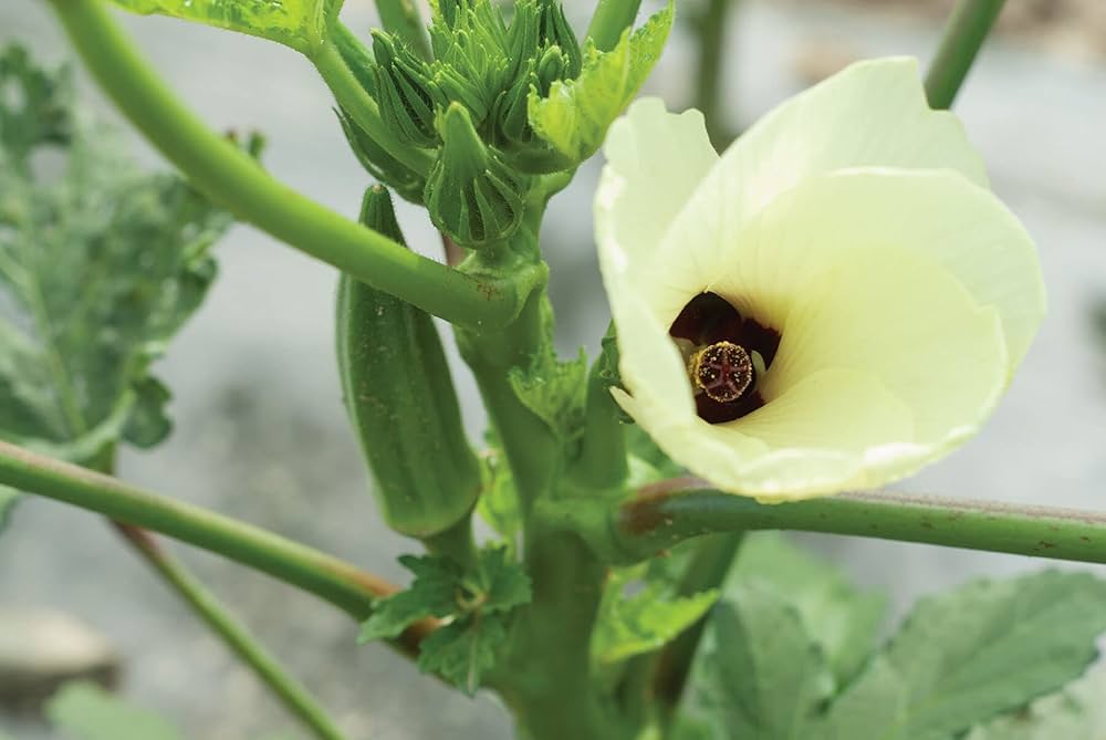 Clemson Spineless Okra Seeds for Easy-to-Grow Okra
