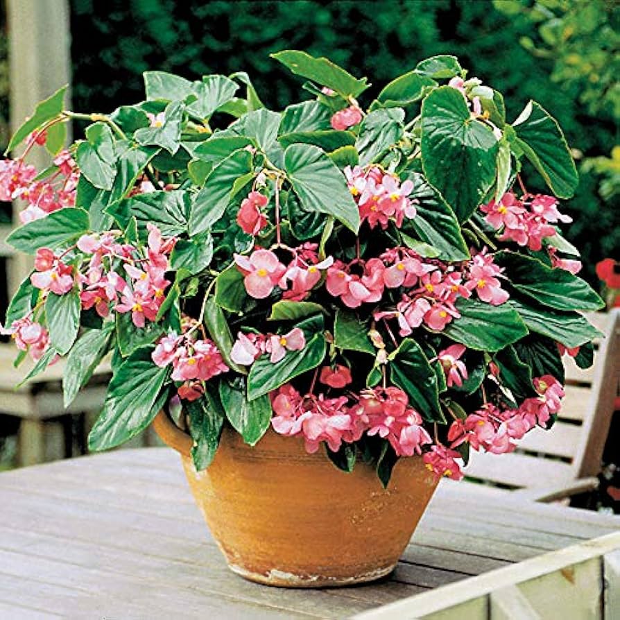 Begonia Begonia semperflorens flower seeds for indoor pots and outdoor gardens