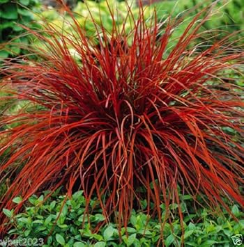 Red Uncinia Firedance Heirloom Non Gmo Image