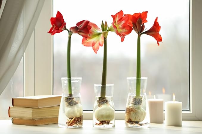 Amaryllis Hippeastrum  Flower Seeds for Planting in indoor pots or home garden