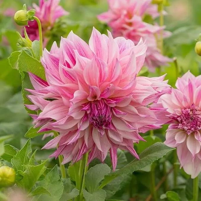 Heirloom Light Pink Dahlia Flower Seeds for Planting – Non-GMO, Stunning Blooming Flower Seeds for planting in home garden