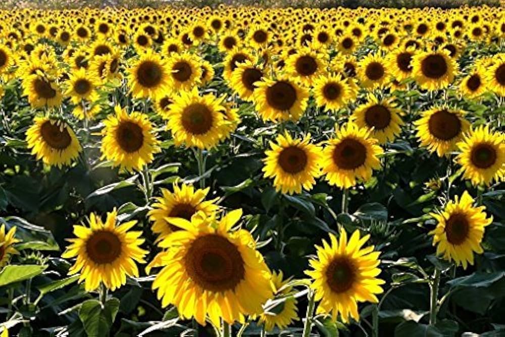 Sunflower blossom – Helianthus annuus – for planting in flower bed