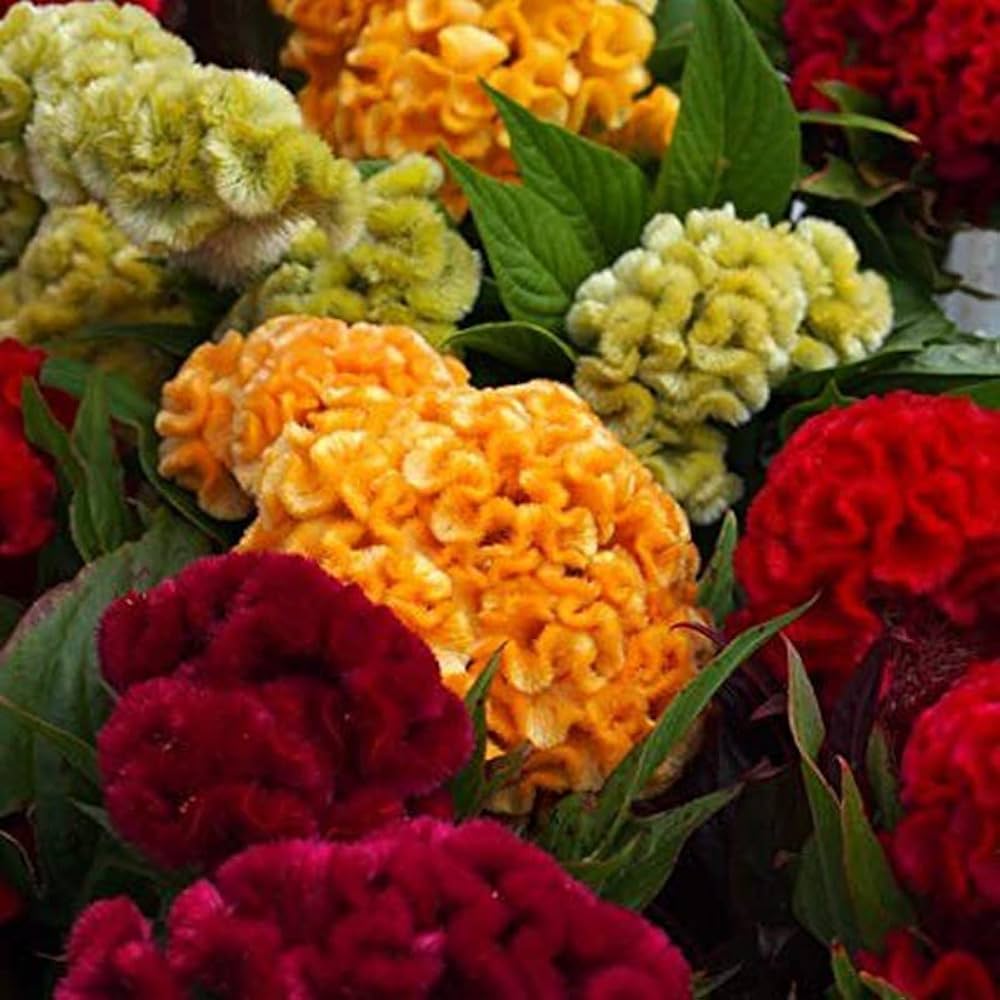 Cockscomb Celosia Cristata Seeds for planting in flower bed