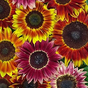 Mixed Sunflower Flower Heirloom Non Gmo Image