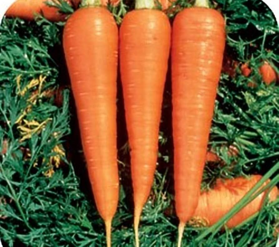Danvers Carrot Seeds – Heirloom Organic Non-GMO – + Seeds