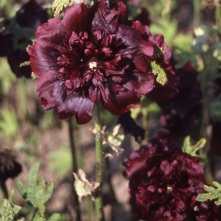 Organic Maroon Hollyhock Flower Seeds for Planting – Heirloom, Non-GMO