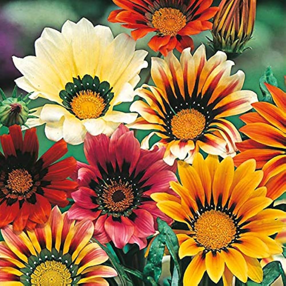 Africa Gazania Gazania rigens Sunflower Seeds for Planting in Flower Bed and Garden