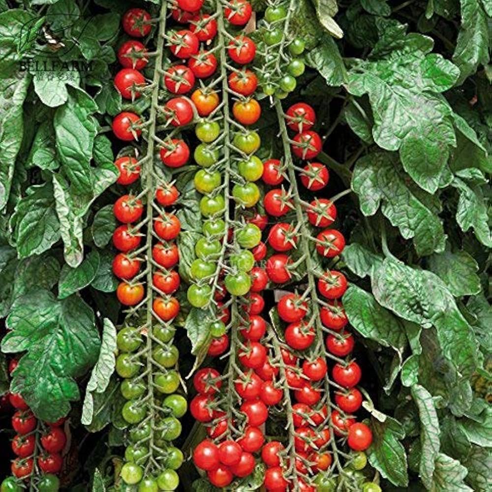 Tomato Solanum Lycopersicum Climbing Cherry Vegetable Seeds for Planting – Perfect for Vertical Garden and Patio Growing