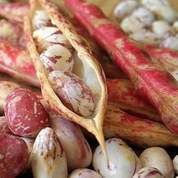 Mixed Bean Pinto Vegetable Seeds for Planting heirloom & Non-GMO Seeds