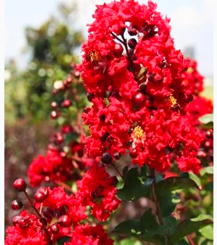 Red Crape Tree Flower Seeds for Planting - 100