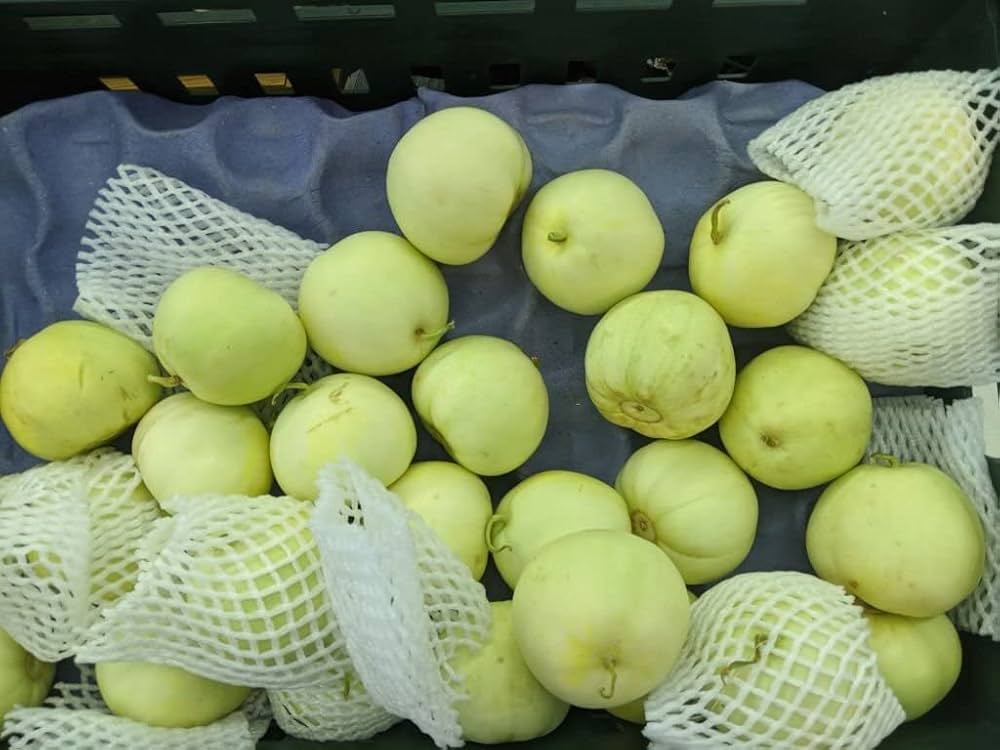 Tinda Vegetable Seeds for Planting Praecitrullus fistulosus for Home Garden and Urban Garden