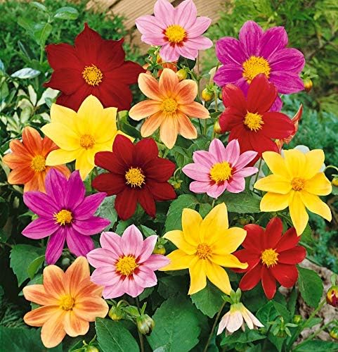 Dahlia Pinnata Mignon Mix Flowering Seeds For Planting in home garden or flower bed borders