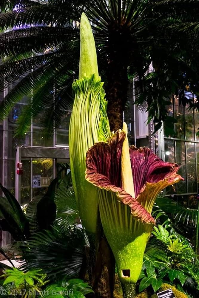 Titan Arum (Corpse Flower) Seeds – Seeds for Growing the World's Largest Flower in Your Garden