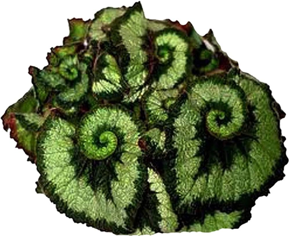 Begonia spp. – flower seed for indoor or outdoor planting