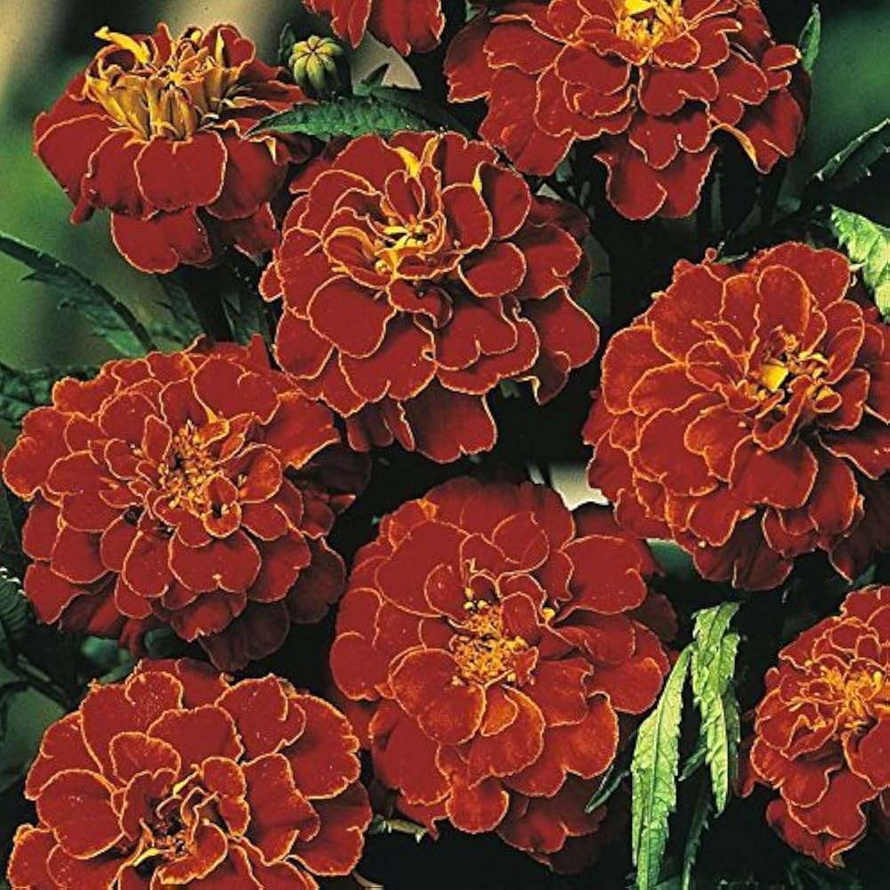 Tagetes patula Bolero red flower seeds for planting in home garden