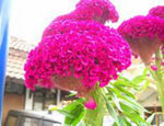 Brain Celosia Celosia cristata for planting in tropical garden