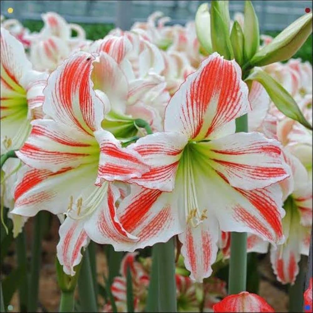 French Amaryllis flower seeds for garden or indoor planting