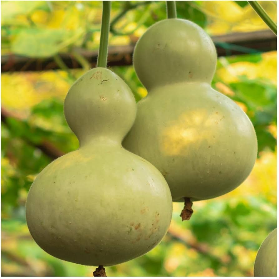 Large Bottle Gourd Birdhouse Pumpkin Seeds