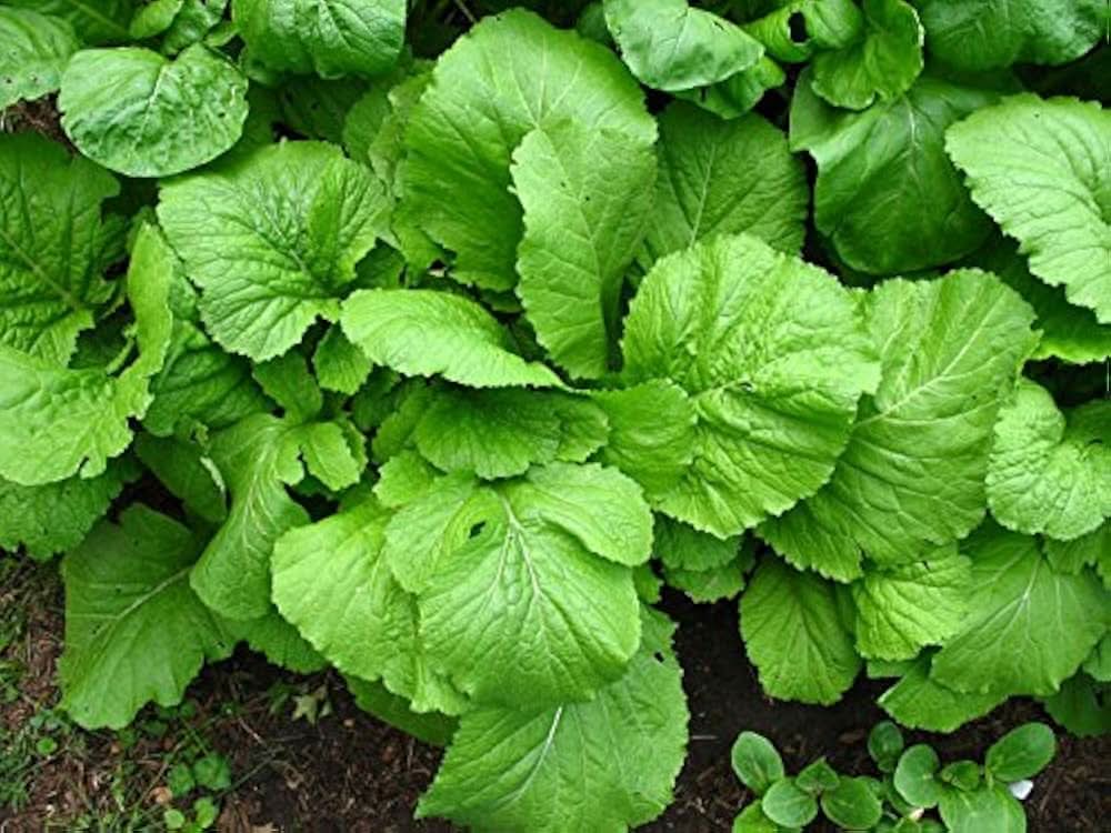 Green Leaf Mustard Brassica juncea vegetable seeds for kitchen garden planting