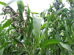 Job's Tears Grain Seeds for Planting - NON GMO Seeds Dhara Seeds