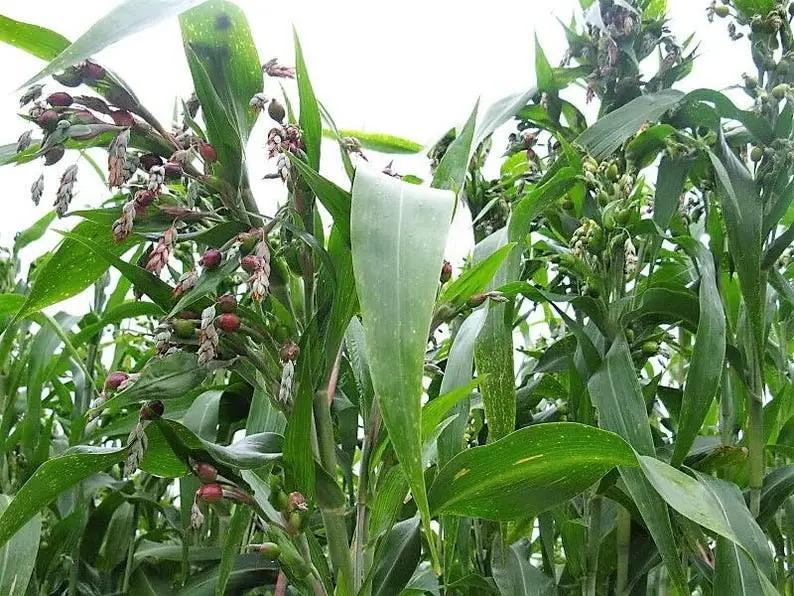 Job's Tears Grain Seeds for Planting - NON GMO Seeds Dhara Seeds