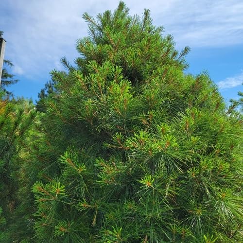 Green Pinus Strobus Tree - Heirloom, Non - Gmo Seeds