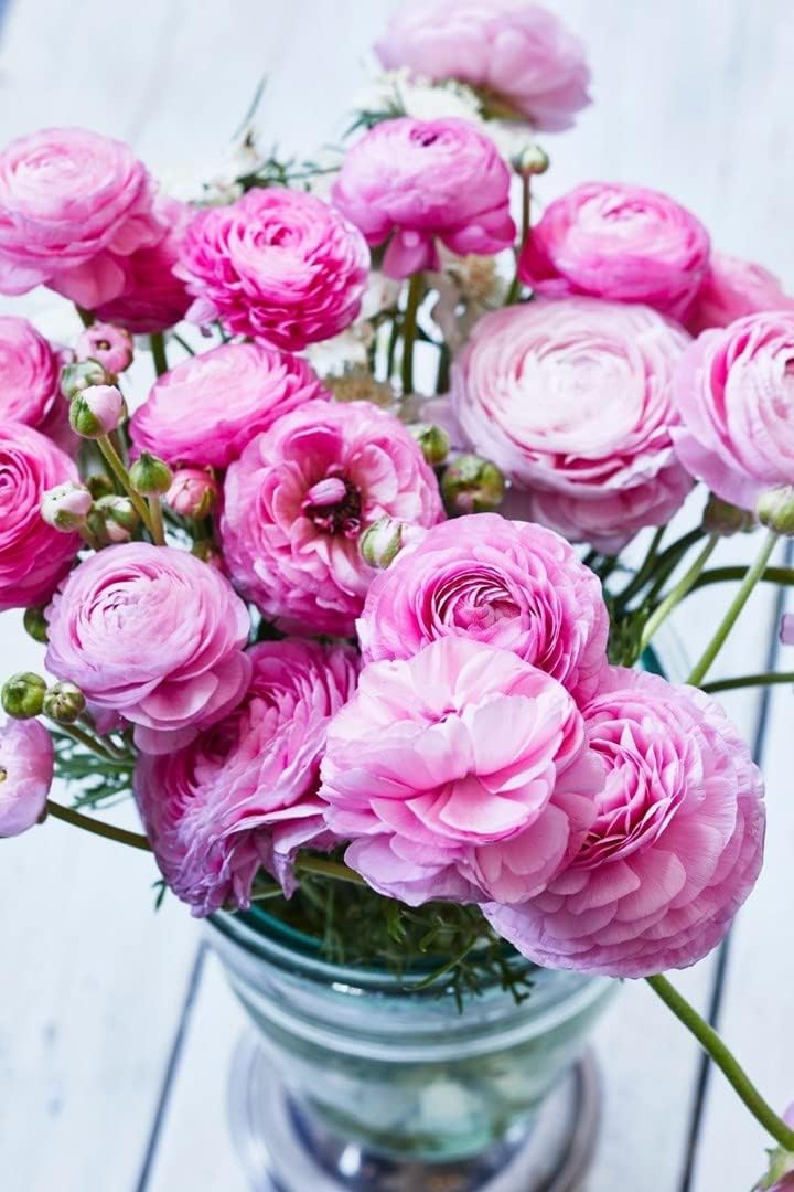 Ranunculus Baby Pink Flower Seeds – Heirloom Non-GMO Seeds for Garden Planting seeds for planting in home garden
