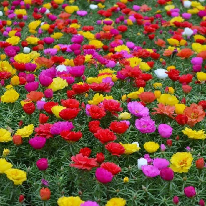 Mixed Portulaca Rose Flower Plant Seeds for Planting - Non-GMO Heirloom Garden Seeds Dhara Seeds