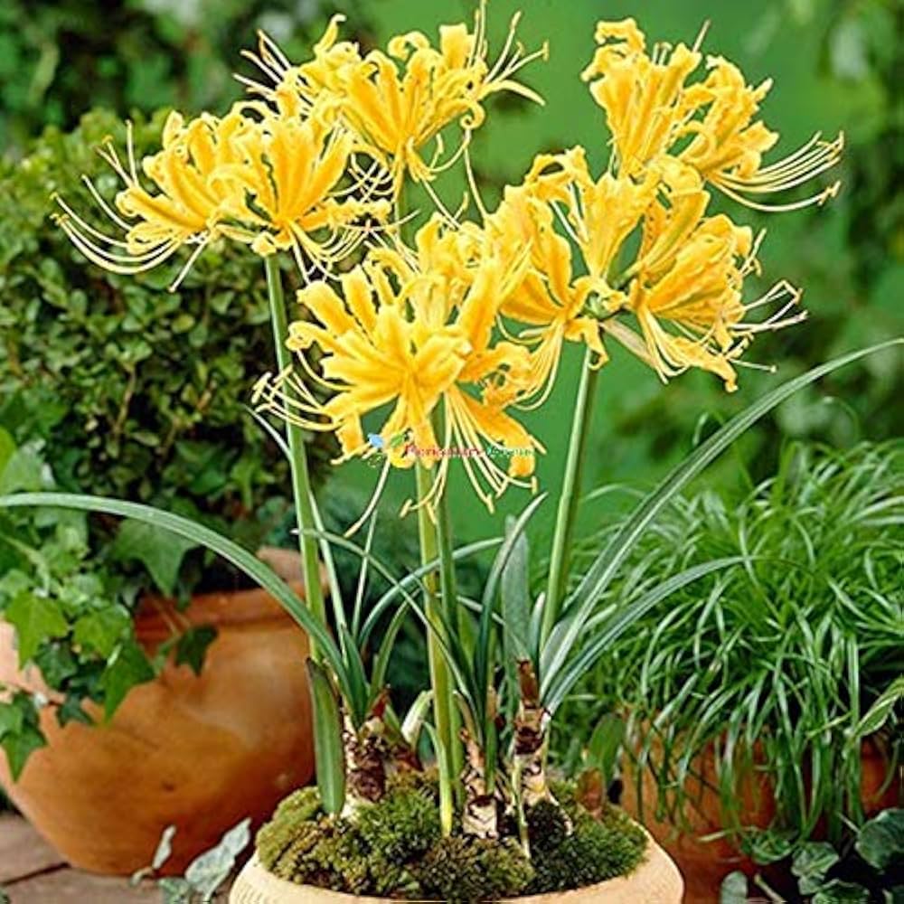 Stone Lycoris Lycoris radiata Flower Seeds for Planting