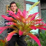 Bromeliad Tillandsia  Orange Seeds for Planting - NON GMO Seeds Dhara Seeds
