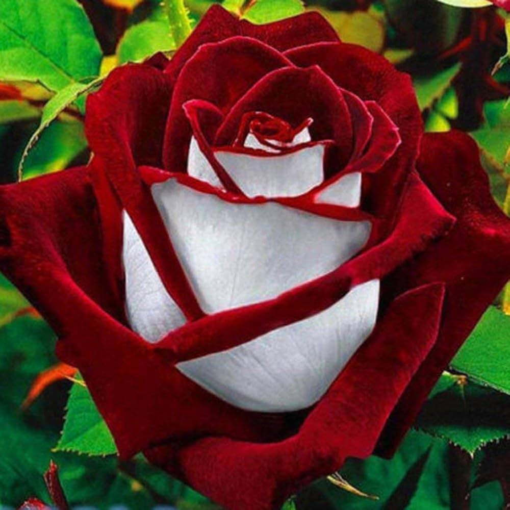 Osiria Rose Seeds pcs Rare Red Burgundy White Flowers Plant