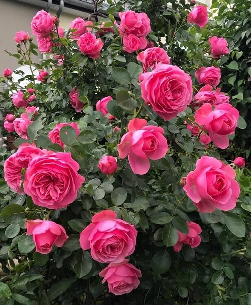 Rose Rosa Hybrida Climbing Flower Seeds for Planting