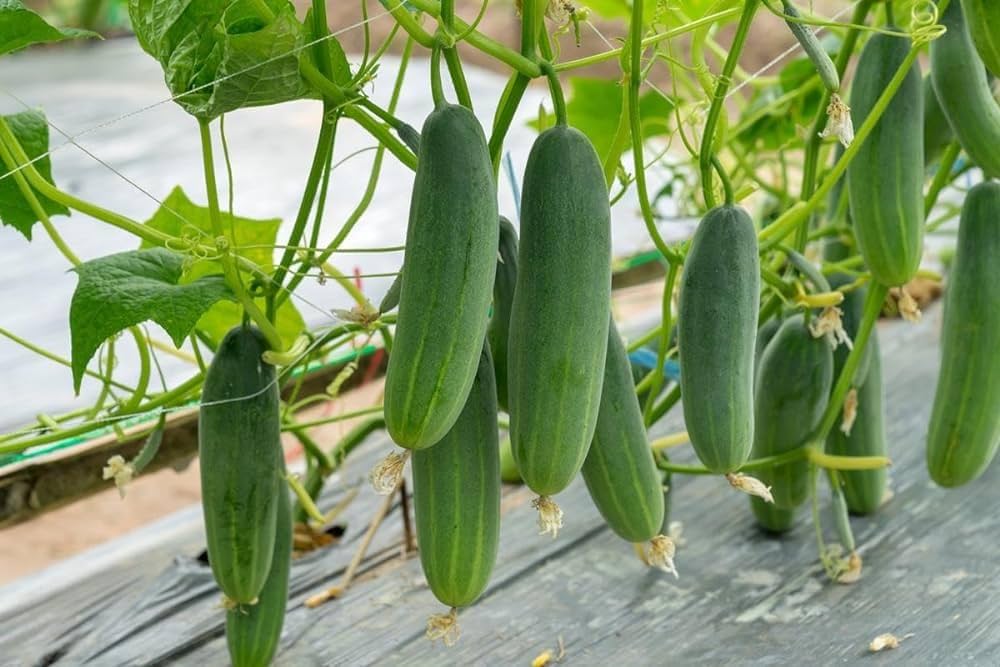 Cucumber Seeds (Law Otto Variety) Heirloom Garden Seeds