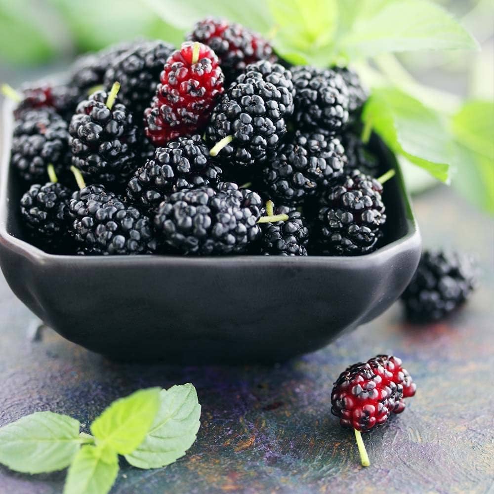 Mulberry Morus spp. for planting in fruit garden