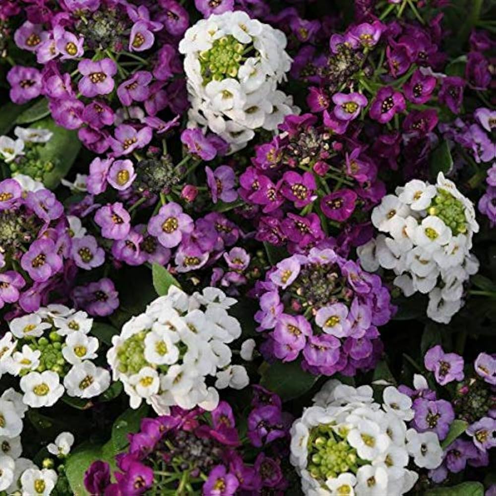 Sweet Alyssum Flower Seeds for Planting