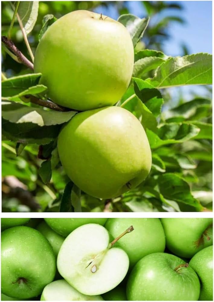 Granny Smith Apple Tree Malus domestica Seeds for Planting home orchard vegetable patch