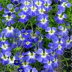 blue-nasturtium-seeds-for-planting

